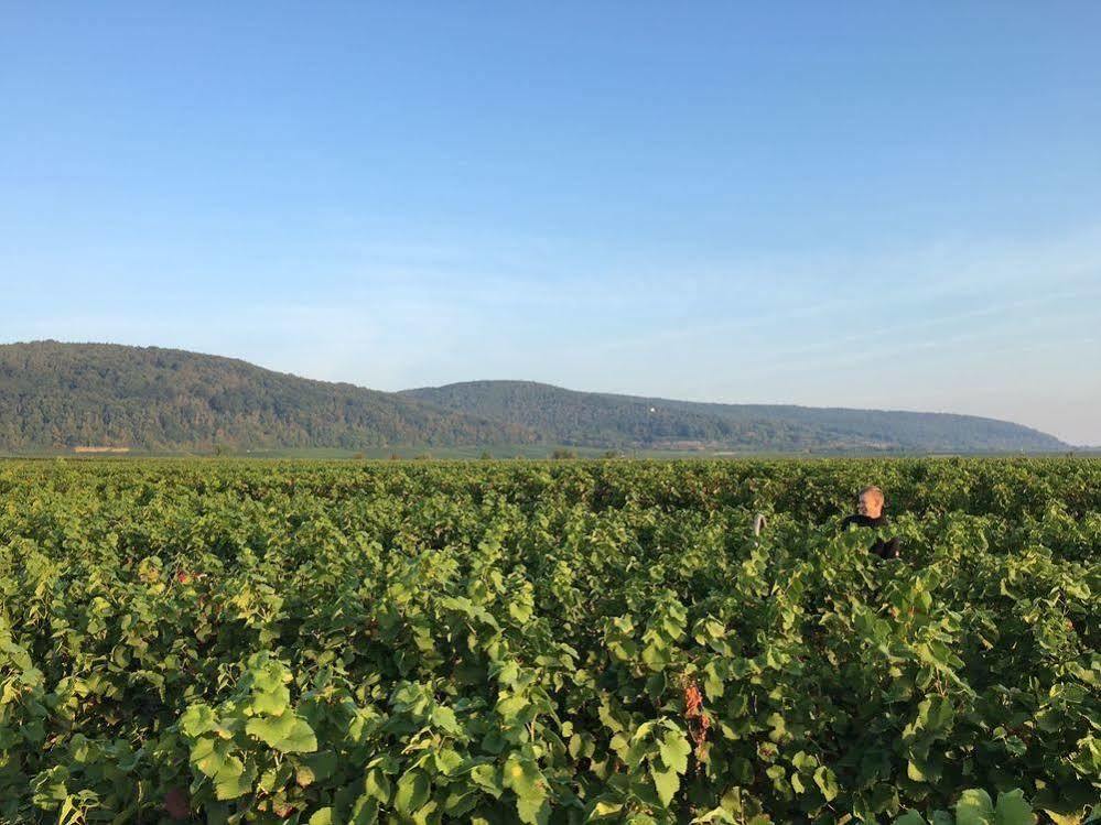 Hotel Alter Winzerhof Weisenheim Am Berg E.K. Zewnętrze zdjęcie